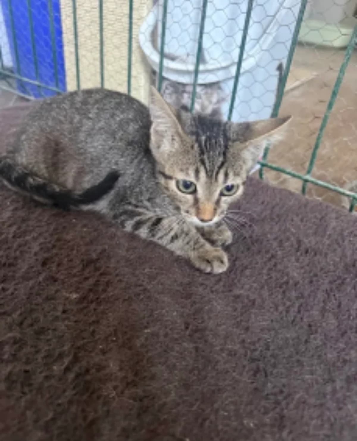 Ryu, Mixed Breed (La Huella de Wonder)