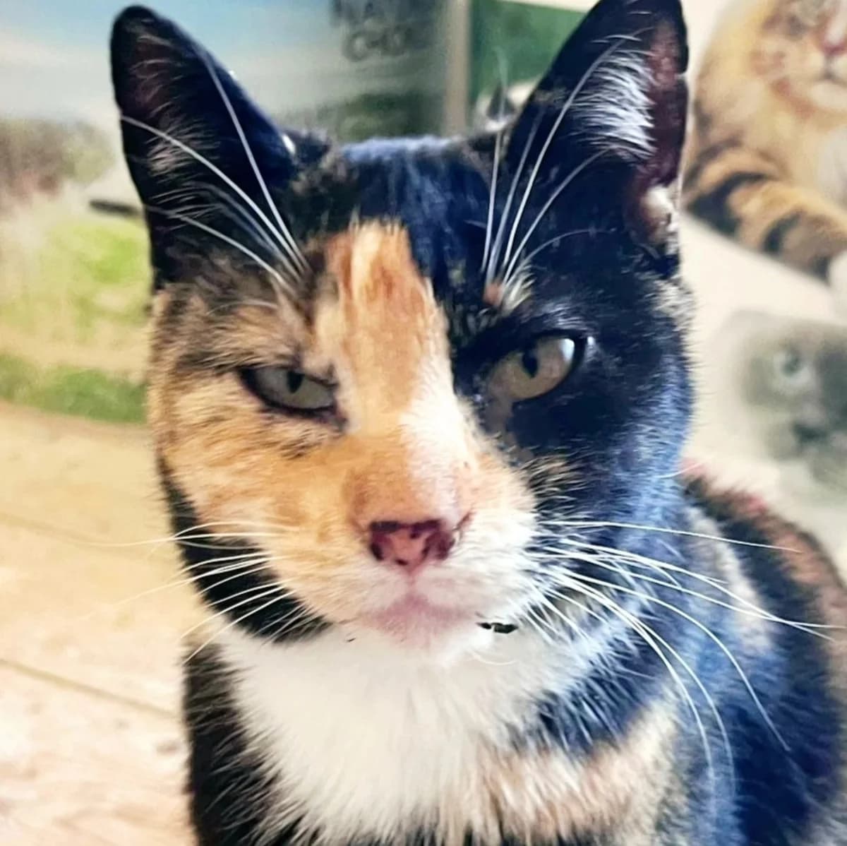 Salsa, female senior Mixed Breed for adoption at La Huella de Wonder