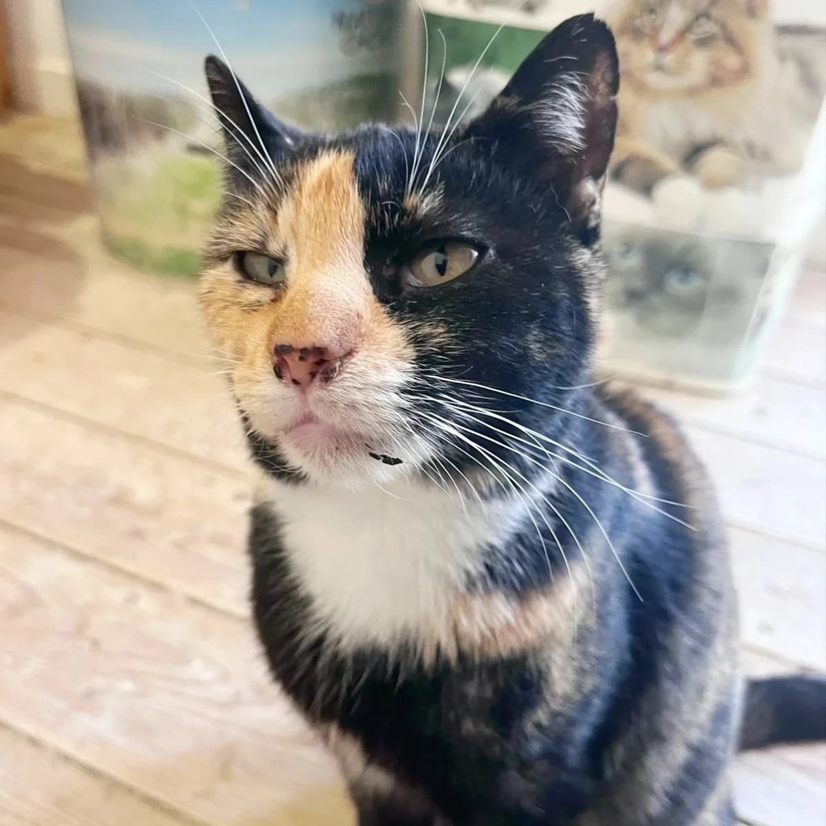 Salsa, female Mixed Breed for adoption at La Huella de Wonder — photo 2 of 6