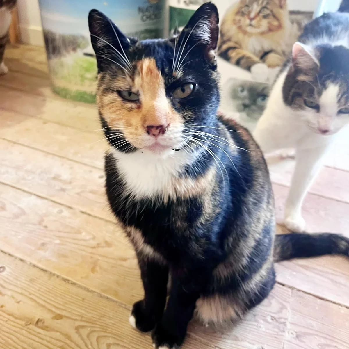 Salsa, female Mixed Breed for adoption at La Huella de Wonder — photo 3 of 6