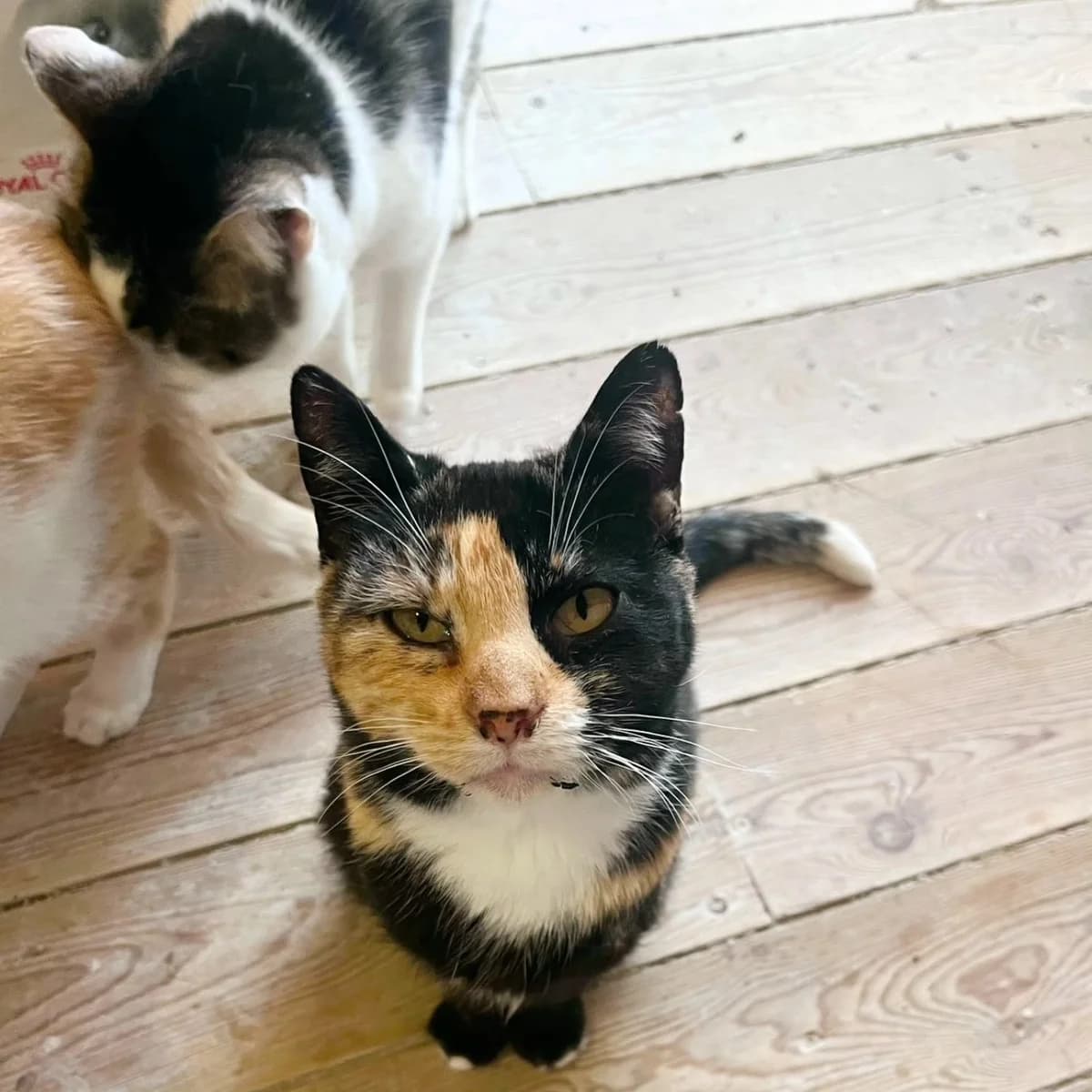 Salsa, female Mixed Breed for adoption at La Huella de Wonder — photo 4 of 6