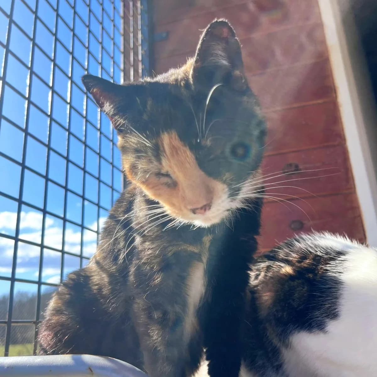 Salsa, female Mixed Breed for adoption at La Huella de Wonder — photo 5 of 6