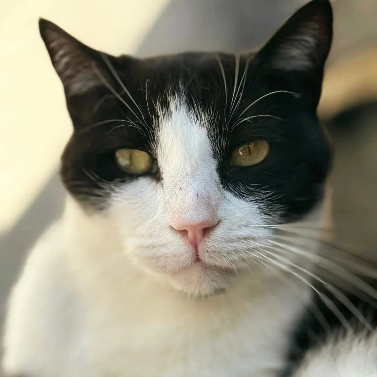 Tinto, male Mixed Breed for adoption at La Huella de Wonder