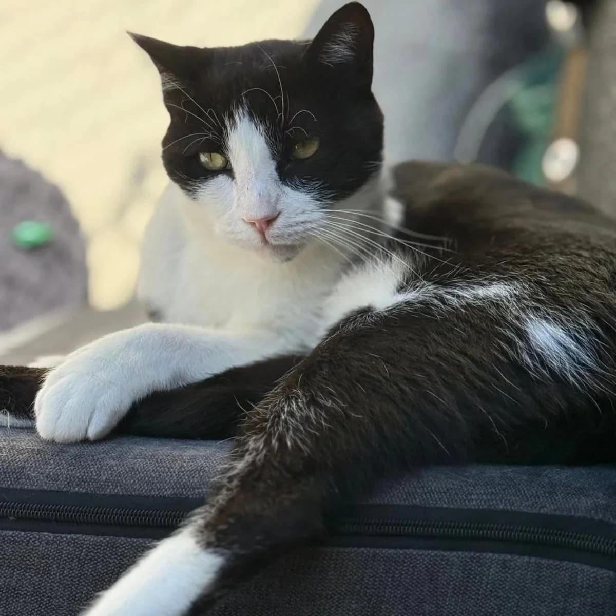 Tinto, male Mixed Breed for adoption at La Huella de Wonder — photo 2 of 8