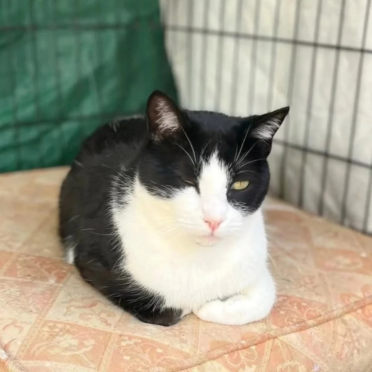 Tinto, male Mixed Breed for adoption at La Huella de Wonder — photo 3 of 8