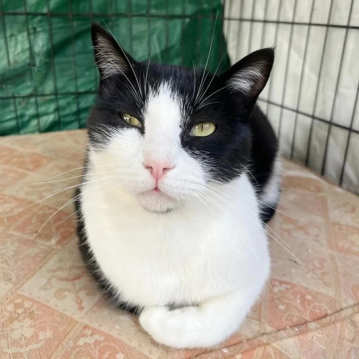 Tinto, male Mixed Breed for adoption at La Huella de Wonder — photo 4 of 8