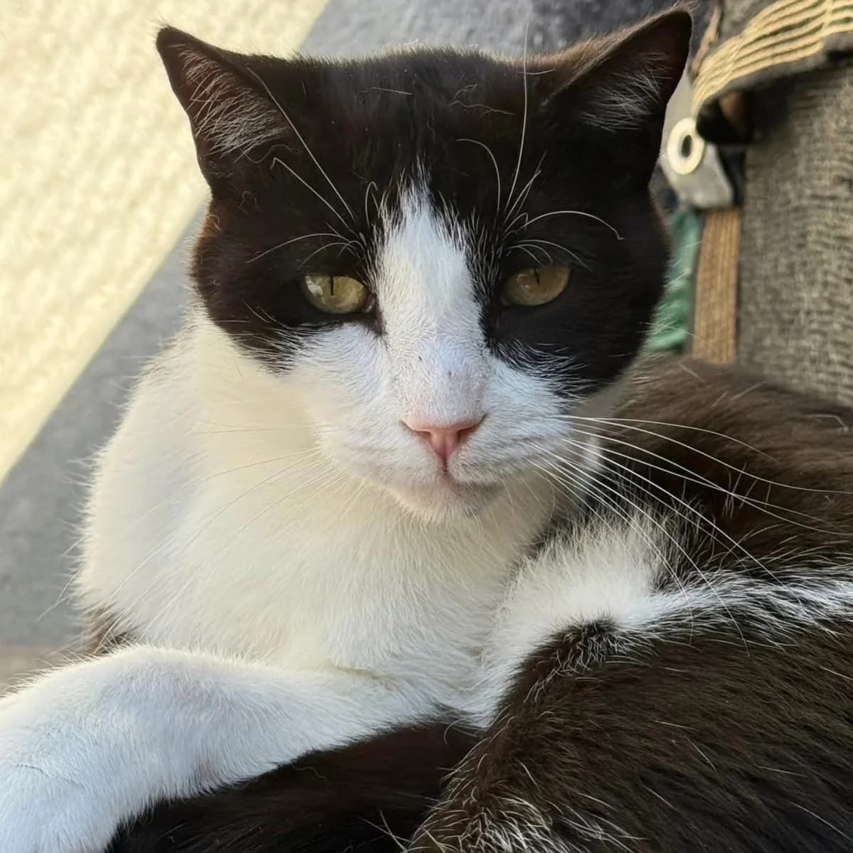 Tinto, male Mixed Breed for adoption at La Huella de Wonder — photo 5 of 8