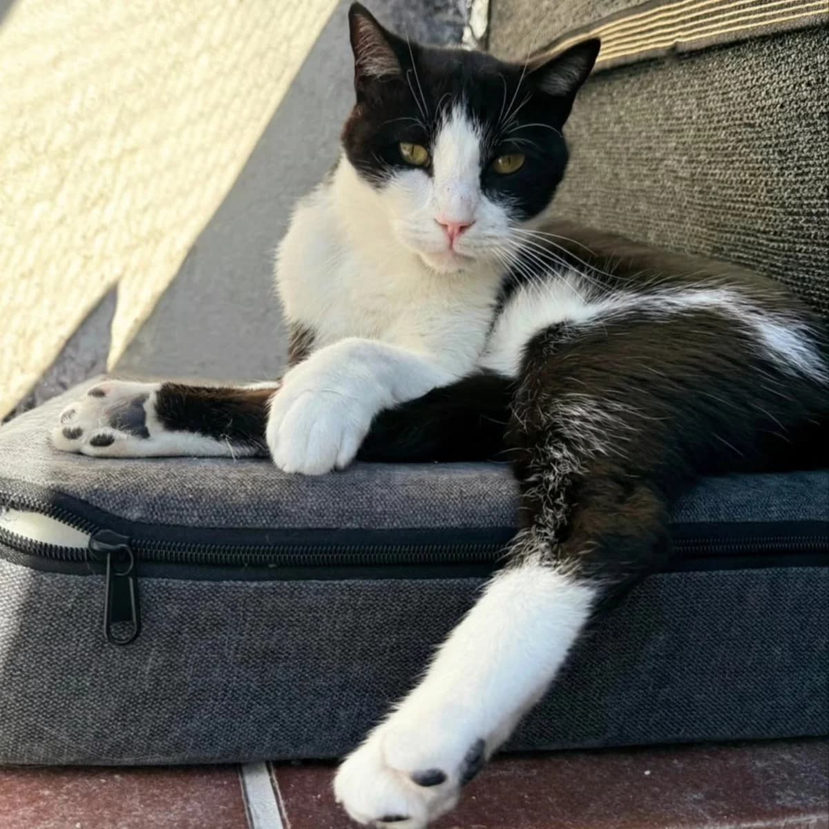 Tinto, male Mixed Breed for adoption at La Huella de Wonder — photo 6 of 8