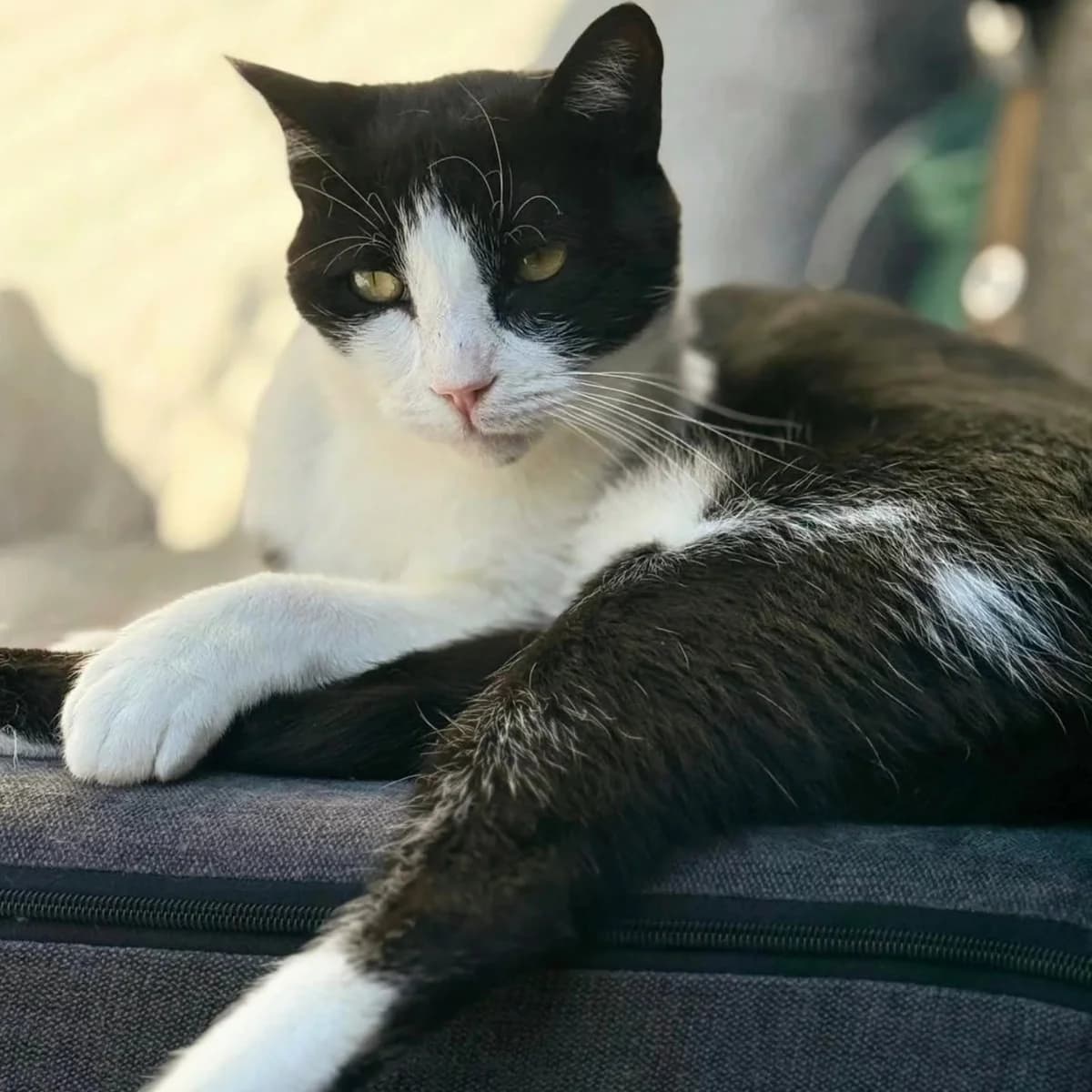 Tinto, male Mixed Breed for adoption at La Huella de Wonder — photo 7 of 8