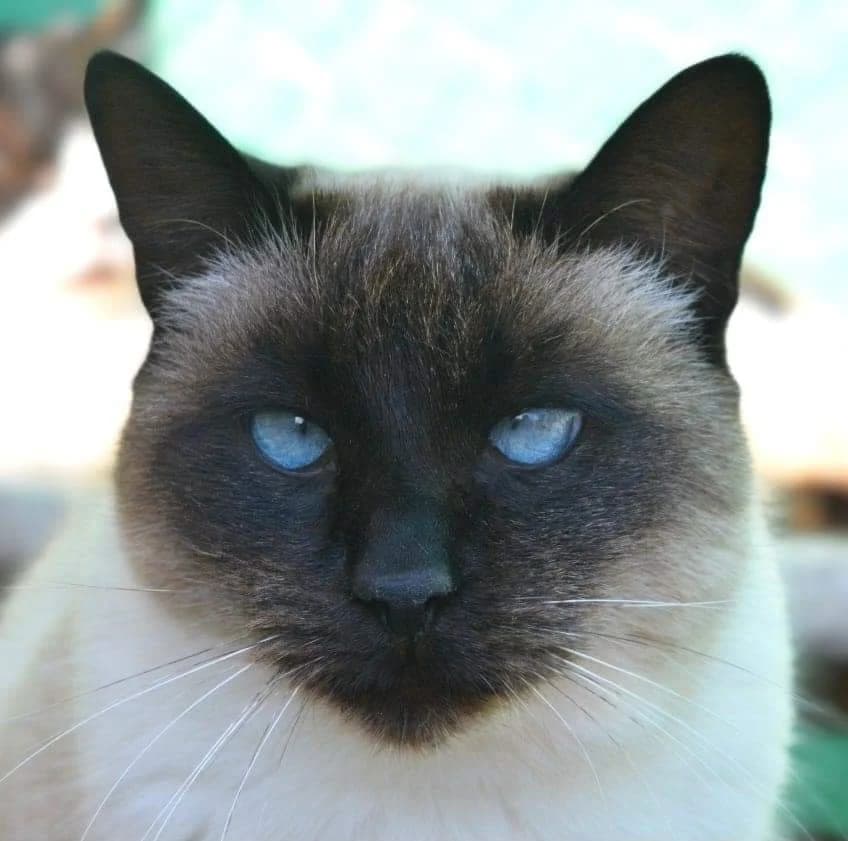 Trufi, female Mixed Breed for adoption at La Huella de Wonder