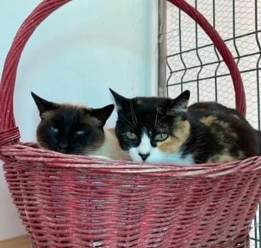 Trufi, female Mixed Breed for adoption at La Huella de Wonder — photo 2 of 6