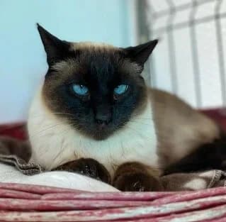 Trufi, female Mixed Breed for adoption at La Huella de Wonder — photo 3 of 6