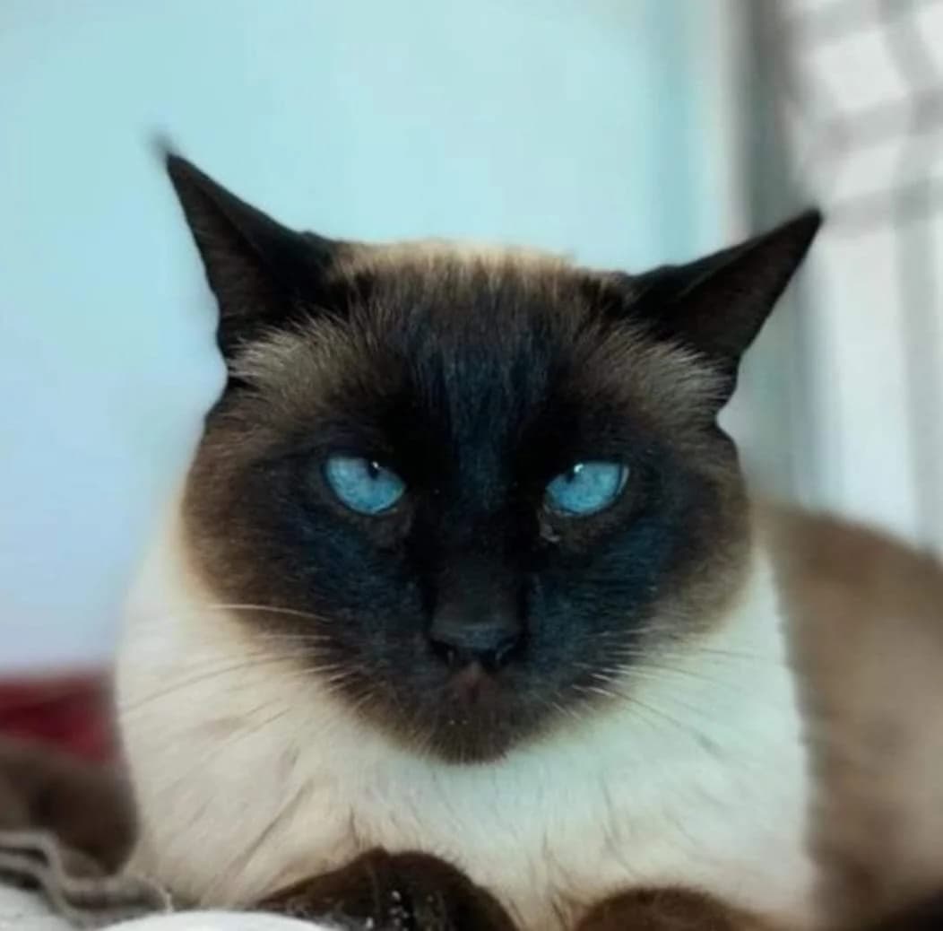 Trufi, female Mixed Breed for adoption at La Huella de Wonder — photo 4 of 6