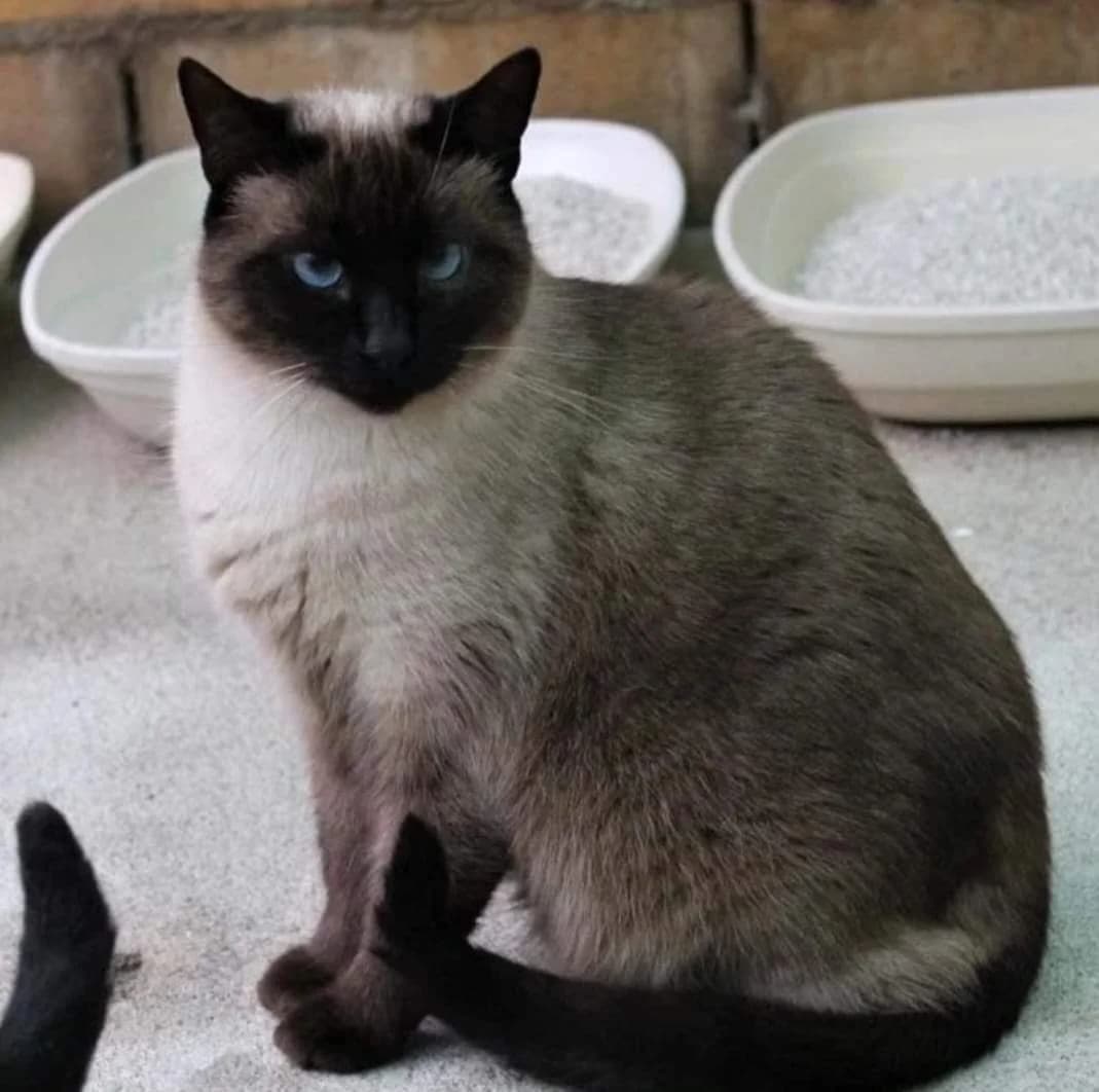 Trufi, female Mixed Breed for adoption at La Huella de Wonder — photo 5 of 6