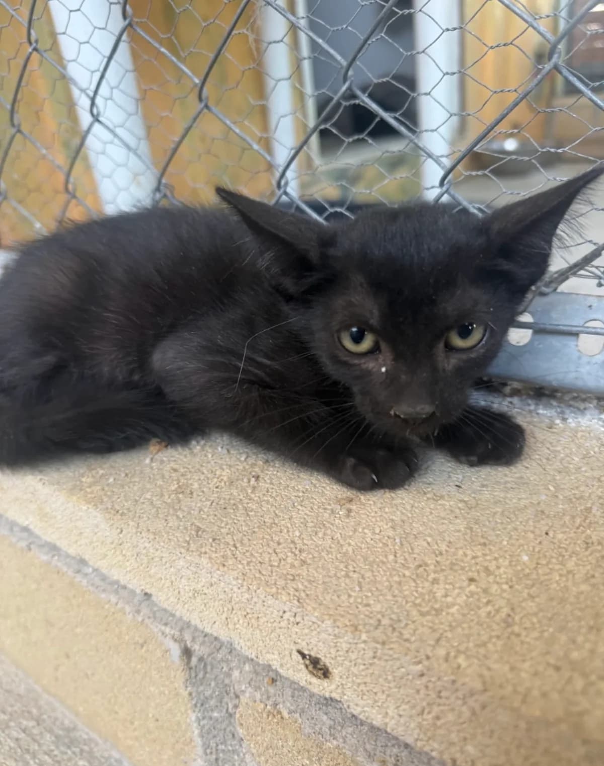 Uva, male Mixed Breed for adoption at La Huella de Wonder