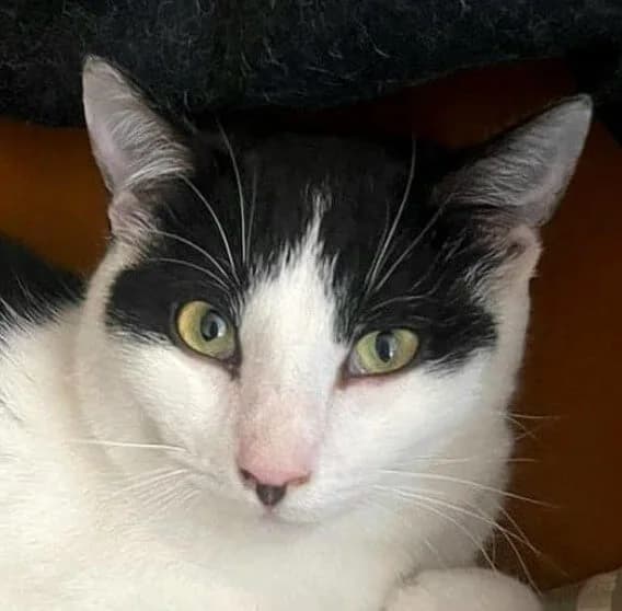 Verano, male Mixed Breed for adoption at La Huella de Wonder