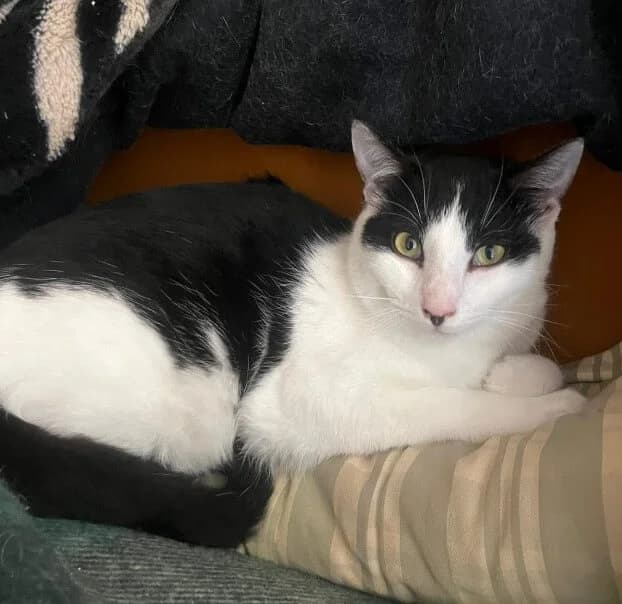 Verano, male Mixed Breed for adoption at La Huella de Wonder — photo 2 of 6