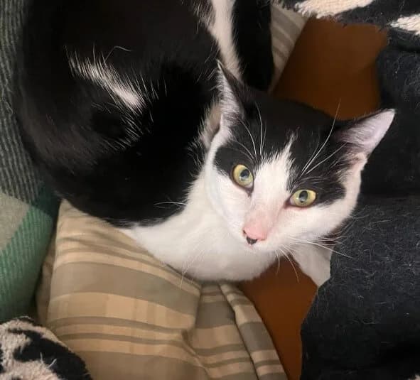 Verano, male Mixed Breed for adoption at La Huella de Wonder — photo 3 of 6