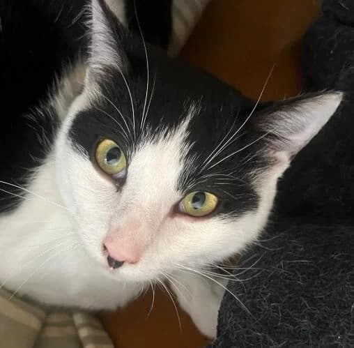 Verano, male Mixed Breed for adoption at La Huella de Wonder — photo 4 of 6