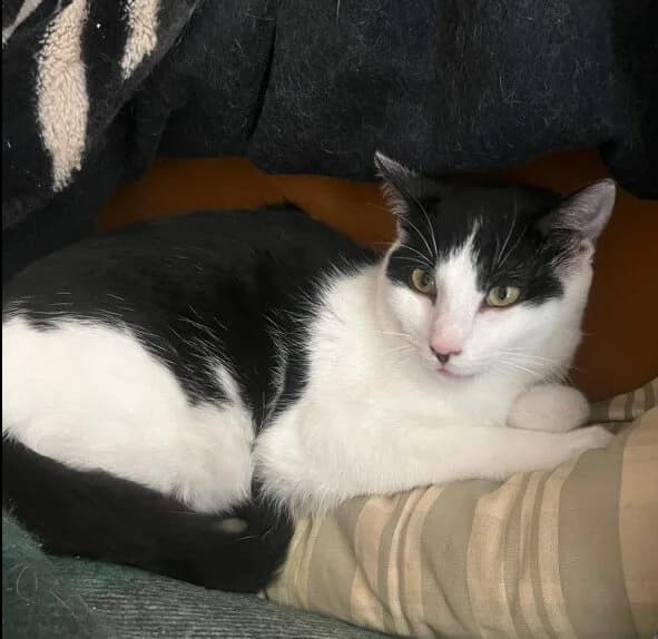 Verano, male Mixed Breed for adoption at La Huella de Wonder — photo 5 of 6