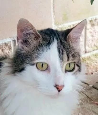 Zintia, female Mixed Breed for adoption at La Huella de Wonder