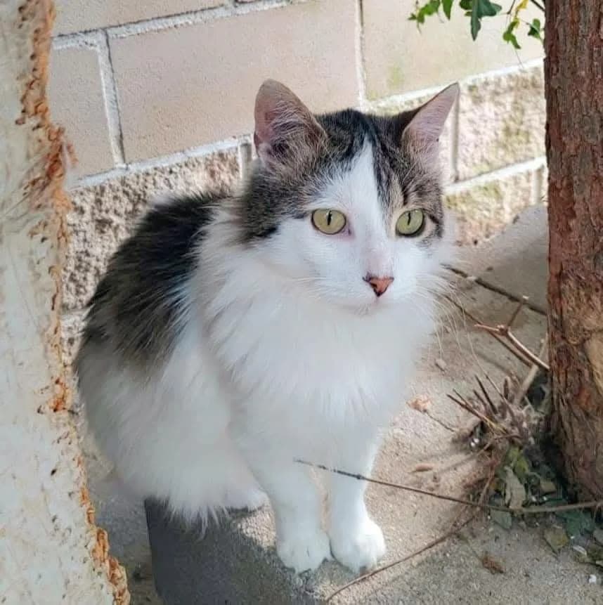 Zintia, female Mixed Breed for adoption at La Huella de Wonder — photo 2 of 10