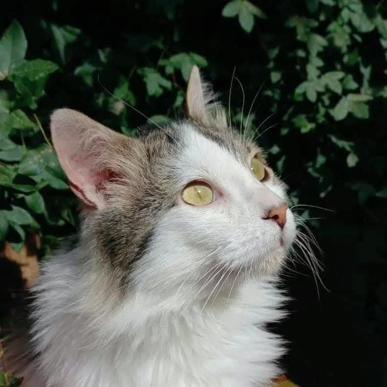 Zintia, female Mixed Breed for adoption at La Huella de Wonder — photo 3 of 10