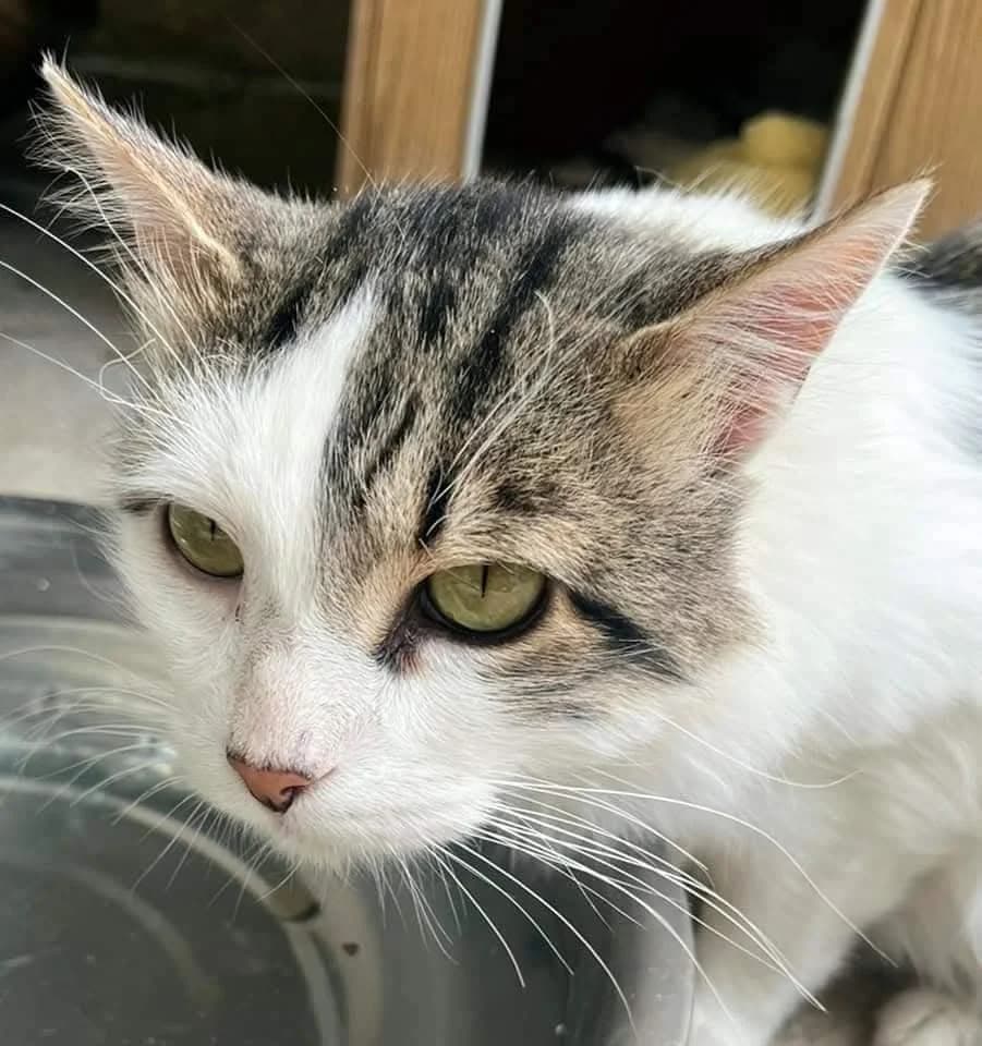 Zintia, female Mixed Breed for adoption at La Huella de Wonder — photo 4 of 10