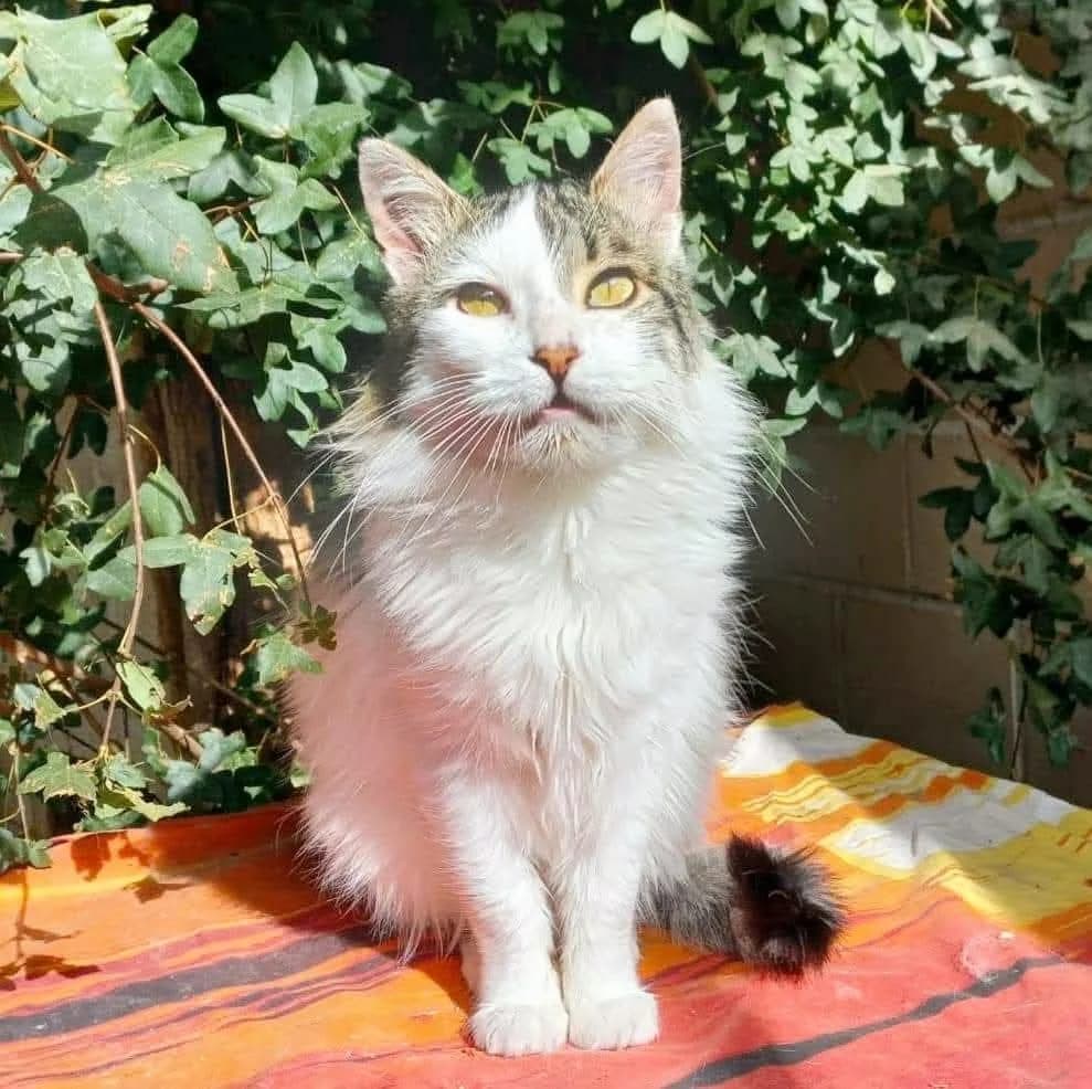 Zintia, female Mixed Breed for adoption at La Huella de Wonder — photo 5 of 10