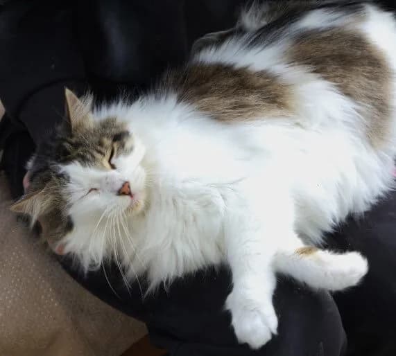 Zintia, female Mixed Breed for adoption at La Huella de Wonder — photo 6 of 10