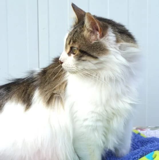 Zintia, female Mixed Breed for adoption at La Huella de Wonder — photo 7 of 10