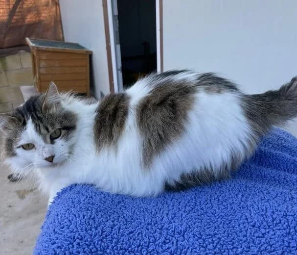 Zintia, female Mixed Breed for adoption at La Huella de Wonder — photo 8 of 10