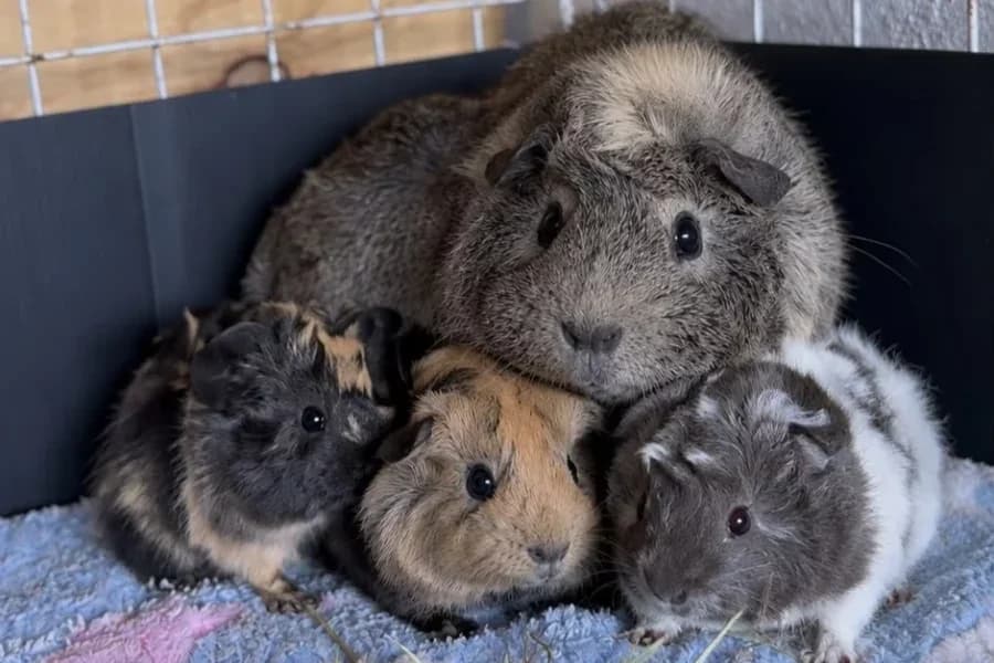 Lisa y sus bebés, female Mixed Breed for adoption at La Isla de Tali