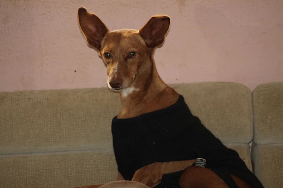 Soli, %23ffffff” google_fonts=”font_family:Mon male 5yo Podenco for adoption at La Sonrisa Peluda, Cartama (Malaga)