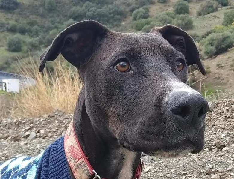 Bambino, %23ffffff” google_fonts=”font_family:Mon male young Mixed Breed for adoption at La Sonrisa Peluda, Cartama (Malaga)