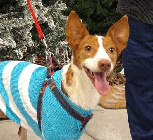 Flaky, %23ffffff” google_fonts=”font_family:Mon male young Podenco for adoption at La Sonrisa Peluda, Cartama (Malaga)