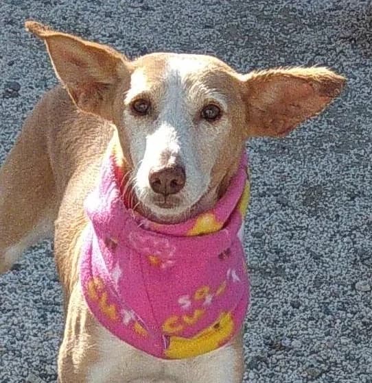 Diana, %23ffffff” google_fonts=”font_family:Mon female 7yo Podenco for adoption at La Sonrisa Peluda, Cartama (Malaga)