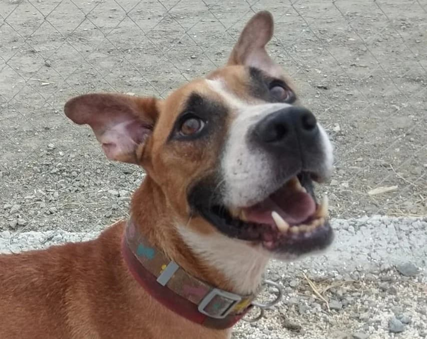 Jonhy, %23ffffff” google_fonts=”font_family:Mon male puppy Mixed Breed for adoption at La Sonrisa Peluda, Cartama (Malaga)