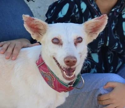 Alma, %23ffffff” google_fonts=”font_family:Mon female 4yo Mixed Breed for adoption at La Sonrisa Peluda, Cartama (Malaga)