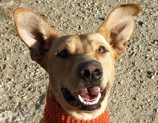 Jack, %23ffffff” google_fonts=”font_family:Mon male 3yo mixed breed for adoption at La Sonrisa Peluda, Cartama (Malaga)