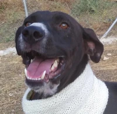 Africa, %23ffffff” google_fonts=”font_family:Mon female 4yo Mixed Breed for adoption at La Sonrisa Peluda, Cartama (Malaga)