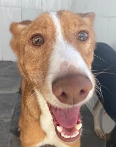 Akira, %23ffffff” google_fonts=”font_family:Mon female young Podenco for adoption at La Sonrisa Peluda, Cartama (Malaga)