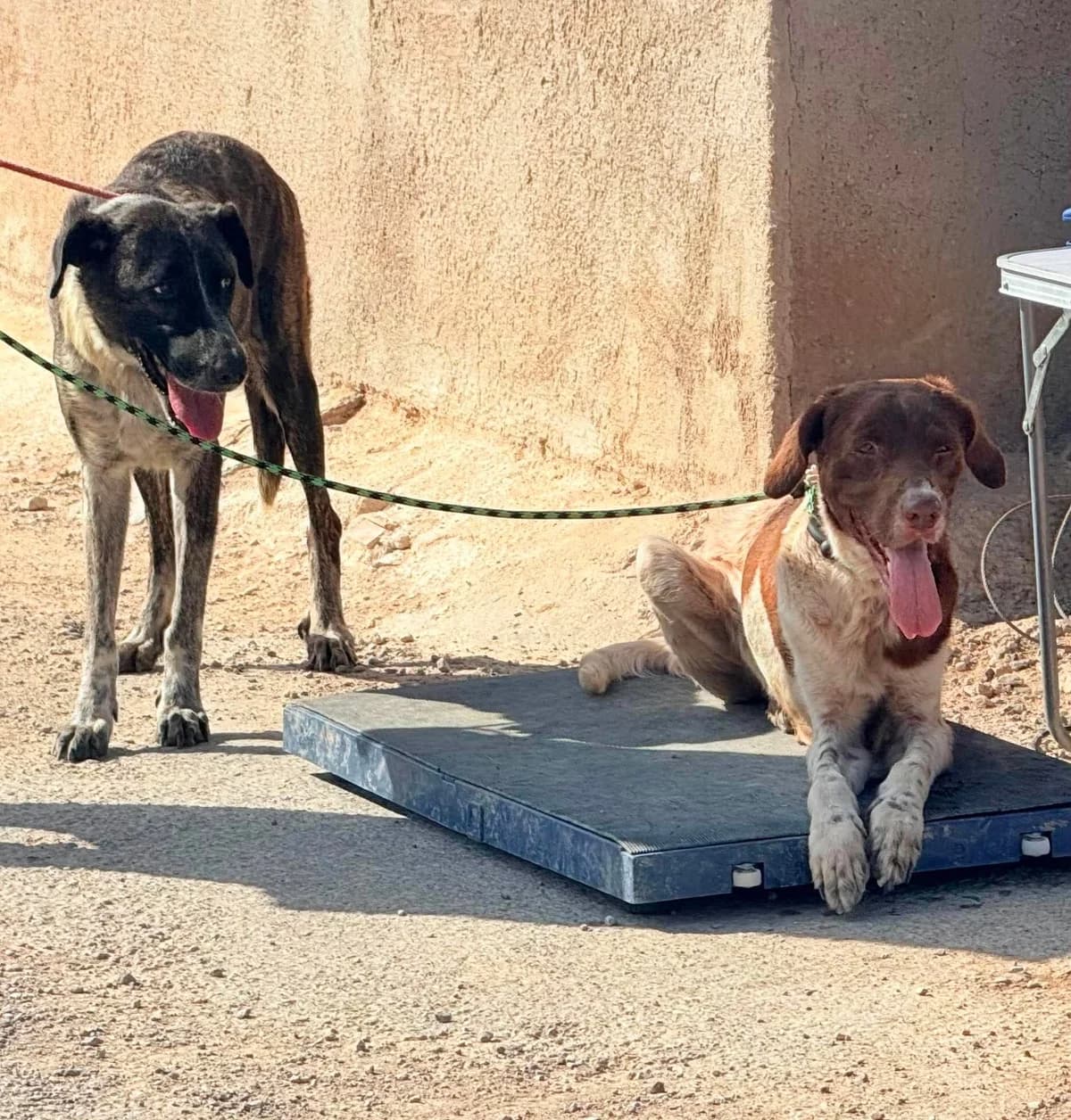 ADAYA, female Mixed Breed for adoption at Murcia), Lips Rescue