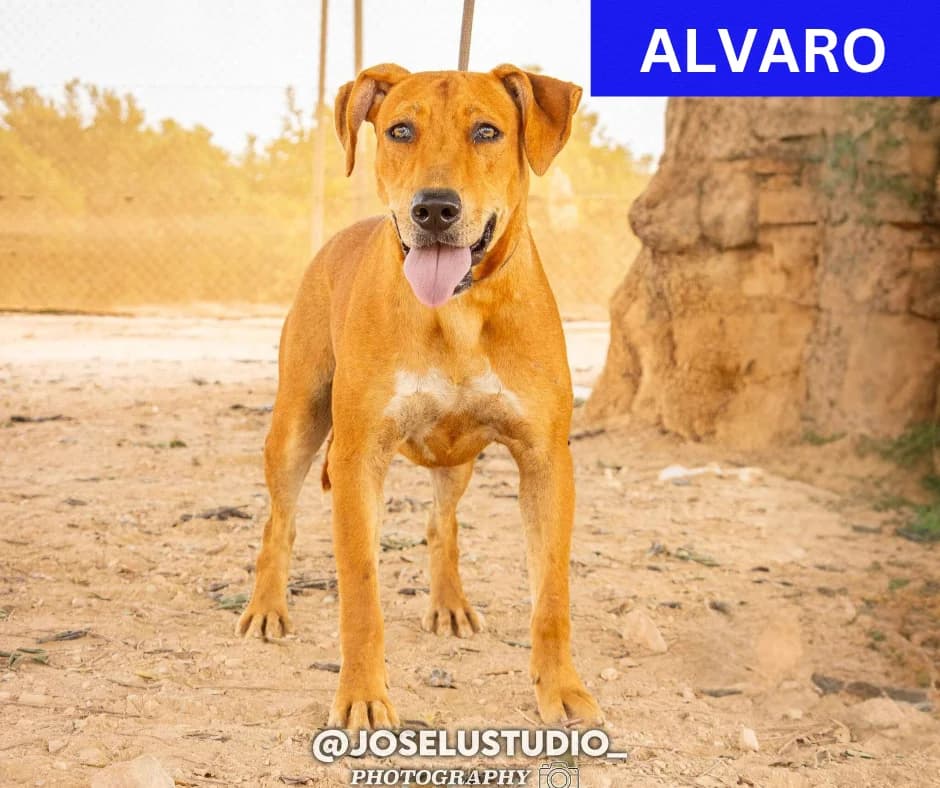ALVARO, male Mixed Breed for adoption at Murcia), Lips Rescue