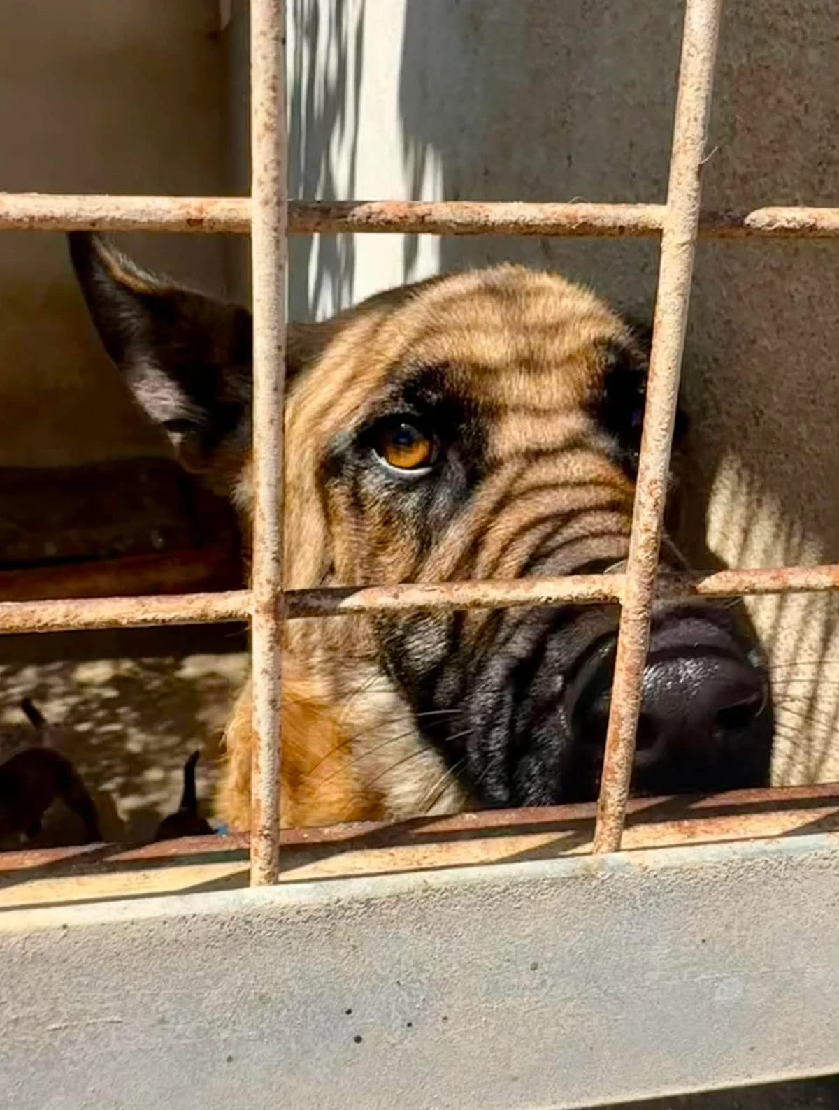 AMBER, female Mixed Breed for adoption at Murcia), Lips Rescue