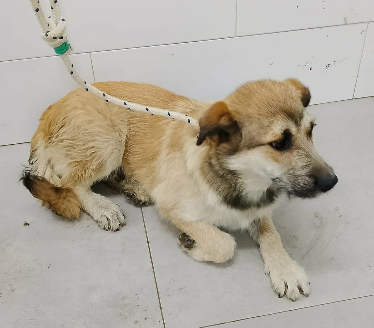 ANDER, male Mixed Breed for adoption at Murcia), Lips Rescue