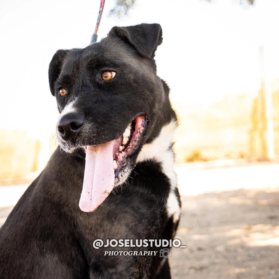 ANTIA, female Mixed Breed for adoption at Murcia), Lips Rescue