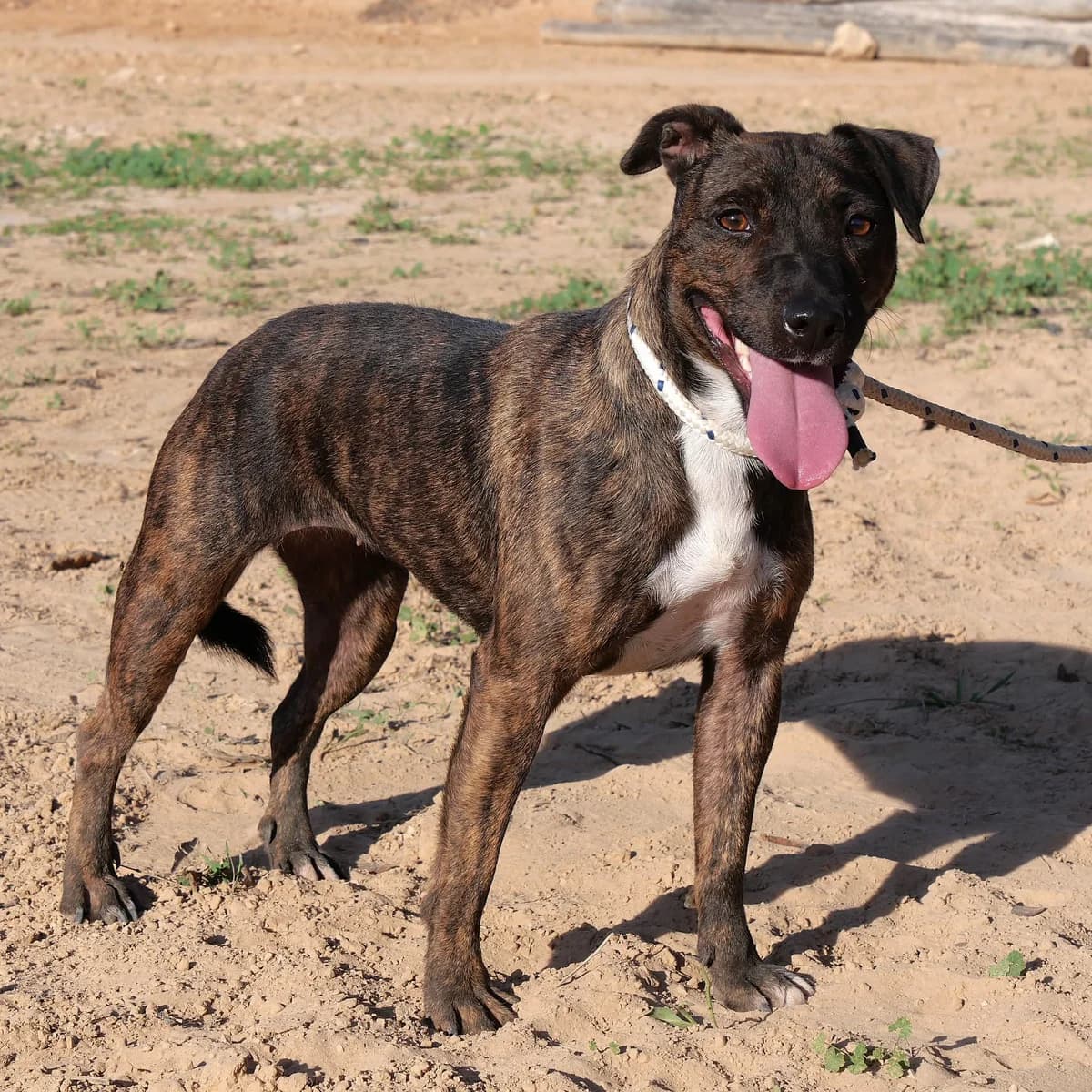 AVENIDA, female Mixed Breed for adoption at Lips Rescue