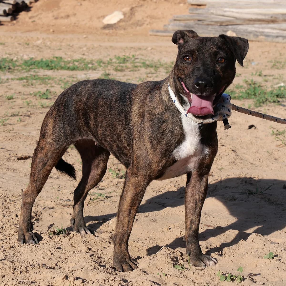 AVENIDA, female Mixed Breed for adoption at Murcia), Lips Rescue photo 2