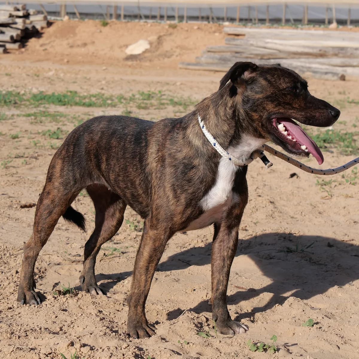 AVENIDA, female Mixed Breed for adoption at Murcia), Lips Rescue photo 3